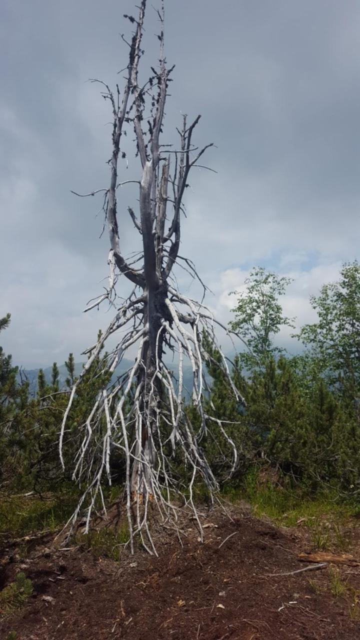 Hotel Garni Al Nardis Carisolo Kültér fotó